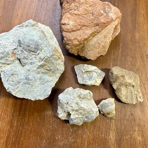Natural Fossil Rock Collection
